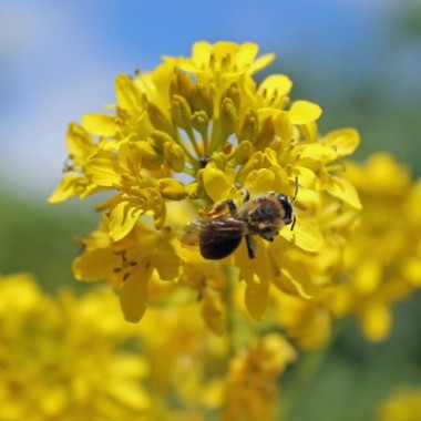 Nachtviole gelb (Samen)