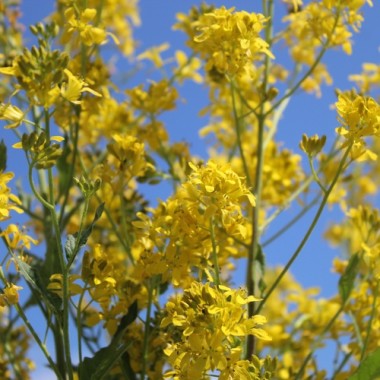 Nachtviole gelb (Samen)