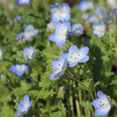 Nemophila Baby Blue Eyes (Samen)