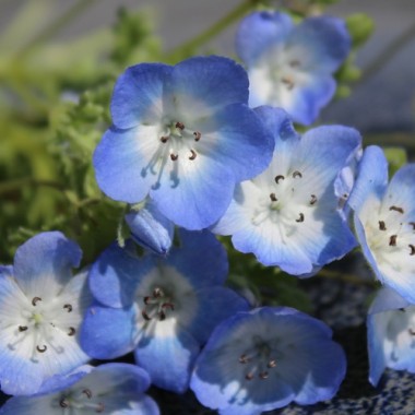 Nemophila Baby Blue Eyes (Samen)