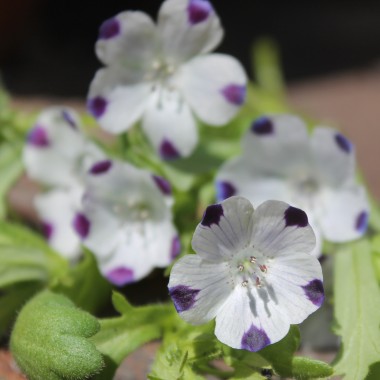Nemophila Five Spot (Samen)