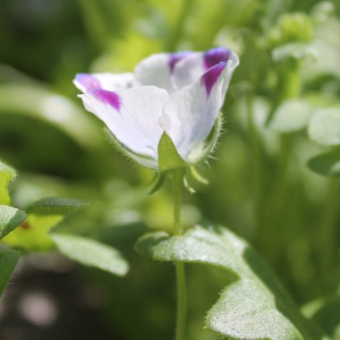 Nemophila Five Spot (Samen)