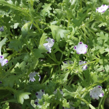 Nemophila Five Spot (Samen)