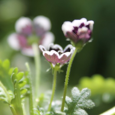 Nemophila Penny Black (Samen)