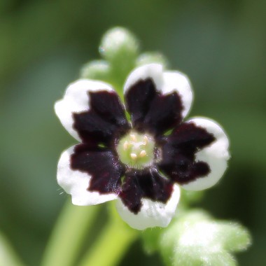 Nemophila Penny Black (Samen)