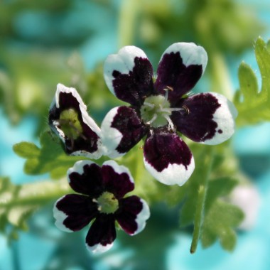 Nemophila Penny Black (Samen)