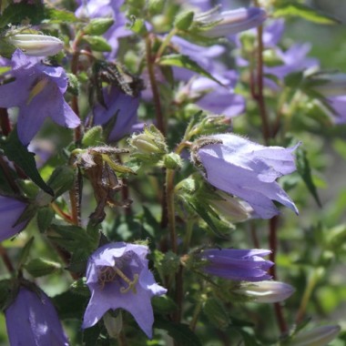 Neu! Nesselglockenblume (Samen)