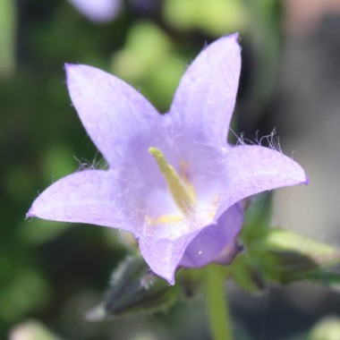 Neu! Nesselglockenblume (Samen)