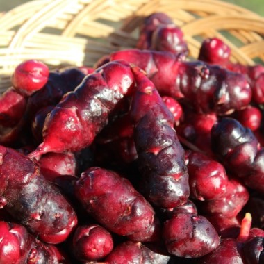 Oca Black De (Pflanze)