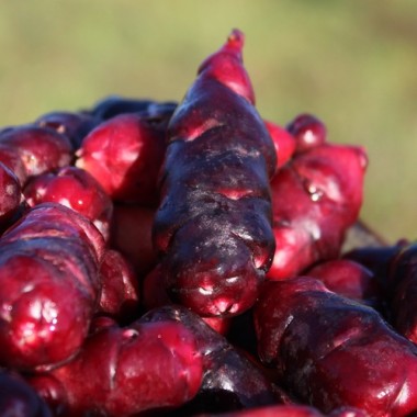 Oca Black De (Pflanze)