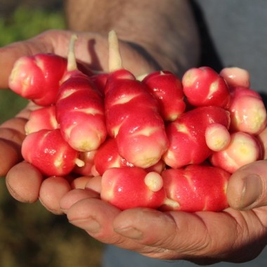 Oca Mexican Dark Scarlet (Pflanze)