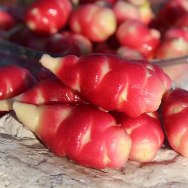 Oca Mexican Dark Scarlet (Pflanze)