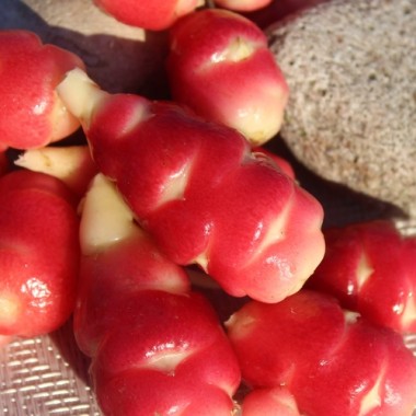Oca Mexican Dark Scarlet (Pflanze)
