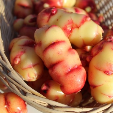 Oca New Zealand (Pflanze)