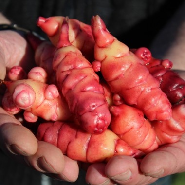 Oca OAEC Pink (Pflanze)