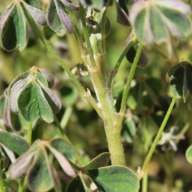 Oca Blush (Pflanze)
