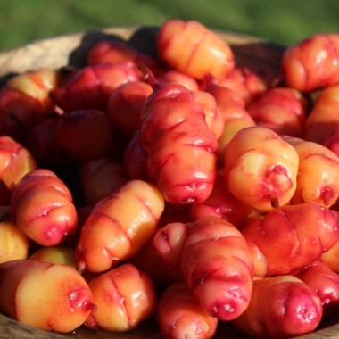 Oca Blush (Pflanze)