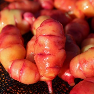 Oca Blush (Pflanze)