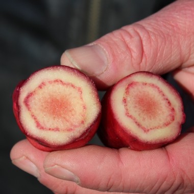 Oca Occidental Gems (Pflanze)