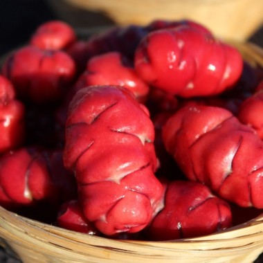 Oca Orange Beauty (Pflanze)