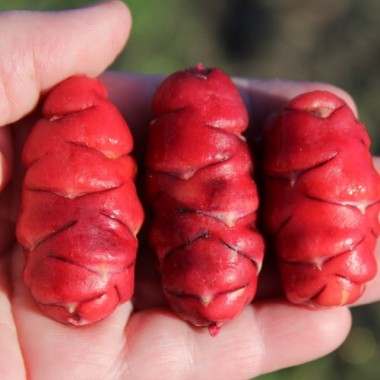 Oca Orange Beauty (Pflanze)