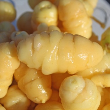 Oca gelb (Pflanze)