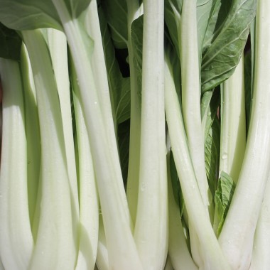 Pak Choi Tai Sai (Samen)