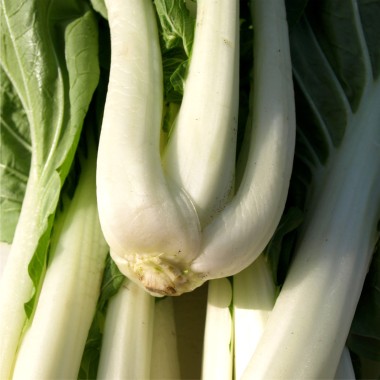 Pak Choi White Stem (Samen)