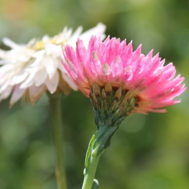 Papiergänseblümchen Giant Flower Mix (Samen)