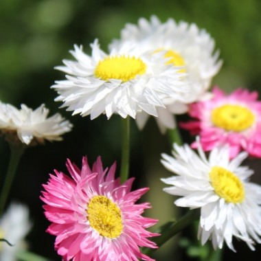Papiergänseblümchen Giant Flower Mix (Samen)