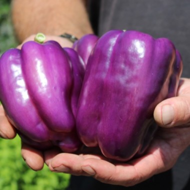 Paprika Amethyst (Samen)