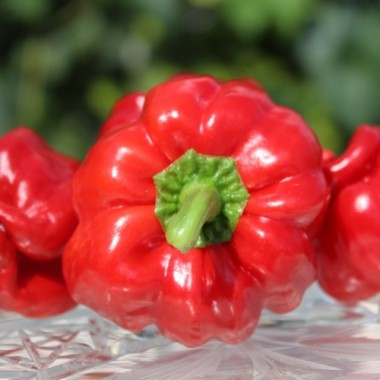 Paprika Ampuis (Samen)