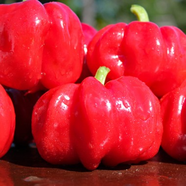 Paprika Benxi (Samen)