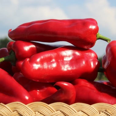 Paprika Capia (Samen)