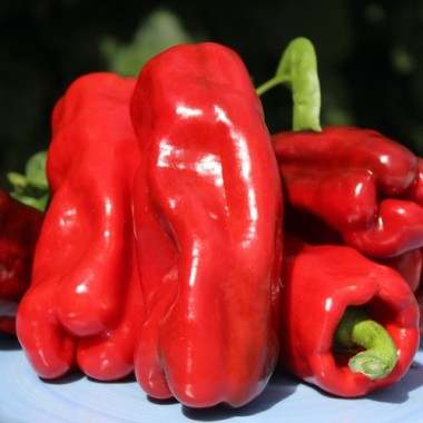 Neu! Paprika Chorizero Chrystal (Samen)