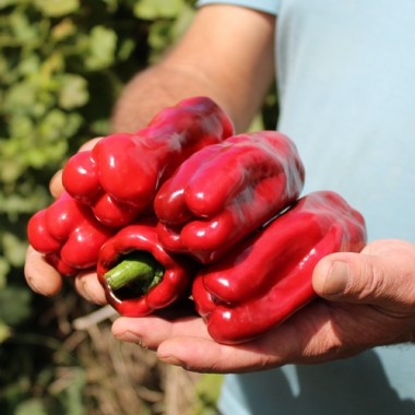 Preview: Neu! Paprika Chorizero Chrystal (Samen)