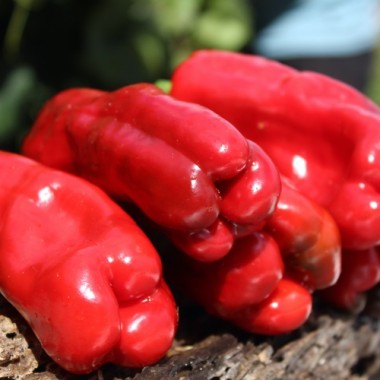 Neu! Paprika Chorizero Chrystal (Samen)