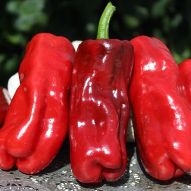 Neu! Paprika Chorizero Chrystal (Samen)