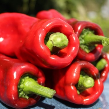 Neu! Paprika Chorizero Chrystal (Samen)