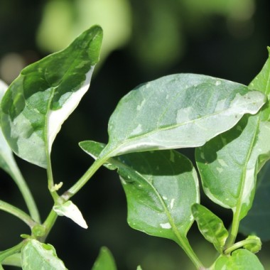 Neu! Paprika Cloe’s Flowers (panaschiert)  (Samen)