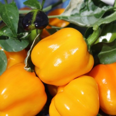 Neu! Paprika Cloe’s Flowers (panaschiert)  (Samen)