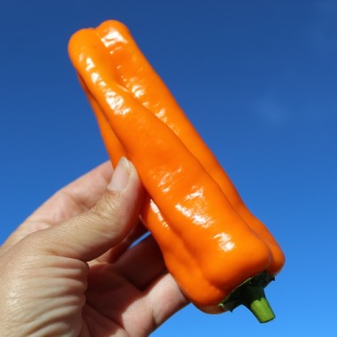 Neu! Paprika Crunshino orange (Samen)
