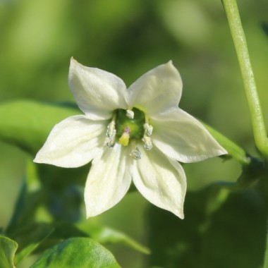 Preview: Neu! Paprika Crunshino orange (Samen)