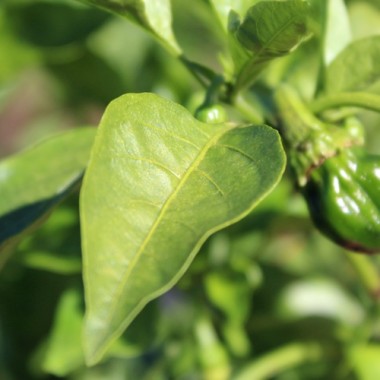 Preview: Neu! Paprika Crunshino orange (Samen)