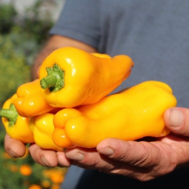 Preview: Neu! Paprika Damu Prieks (Samen)