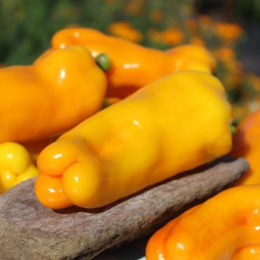 Preview: Neu! Paprika Damu Prieks (Samen)