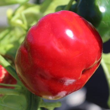 Paprika De Capriglio (freilandgeeignet) (Samen)
