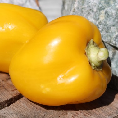 Paprika Dunjasha (Samen)