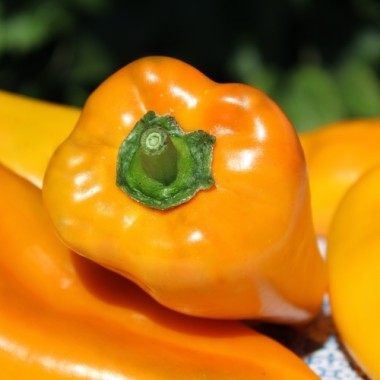 Neu! Paprika Elephant’s Ear Orange (Samen)