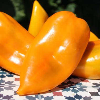 Neu! Paprika Elephant’s Ear Orange (Samen)